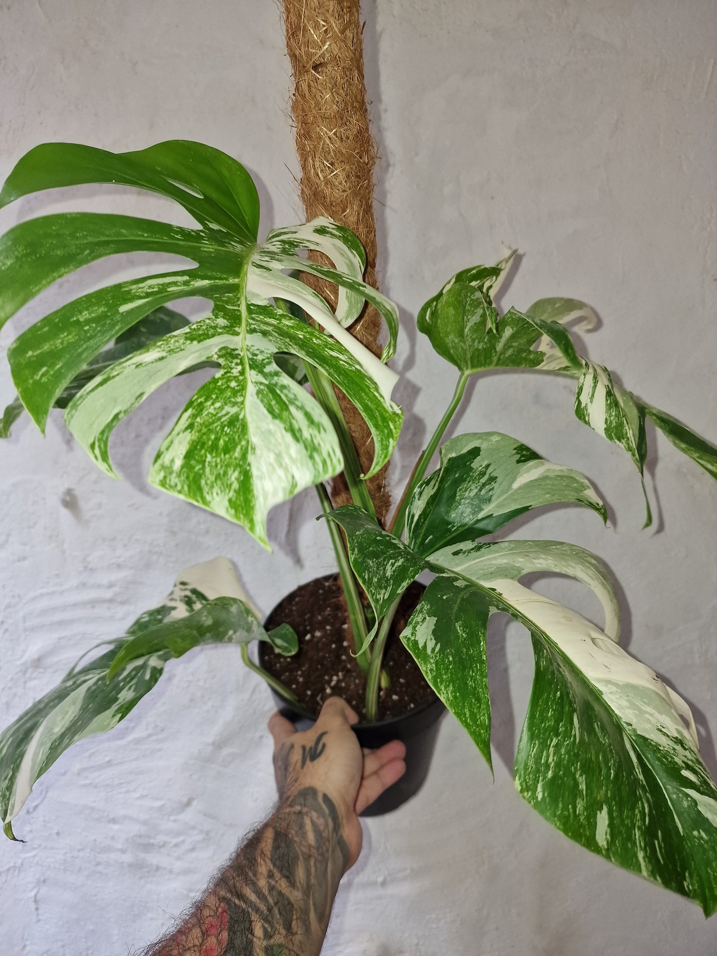 Monstera Albo Variegata