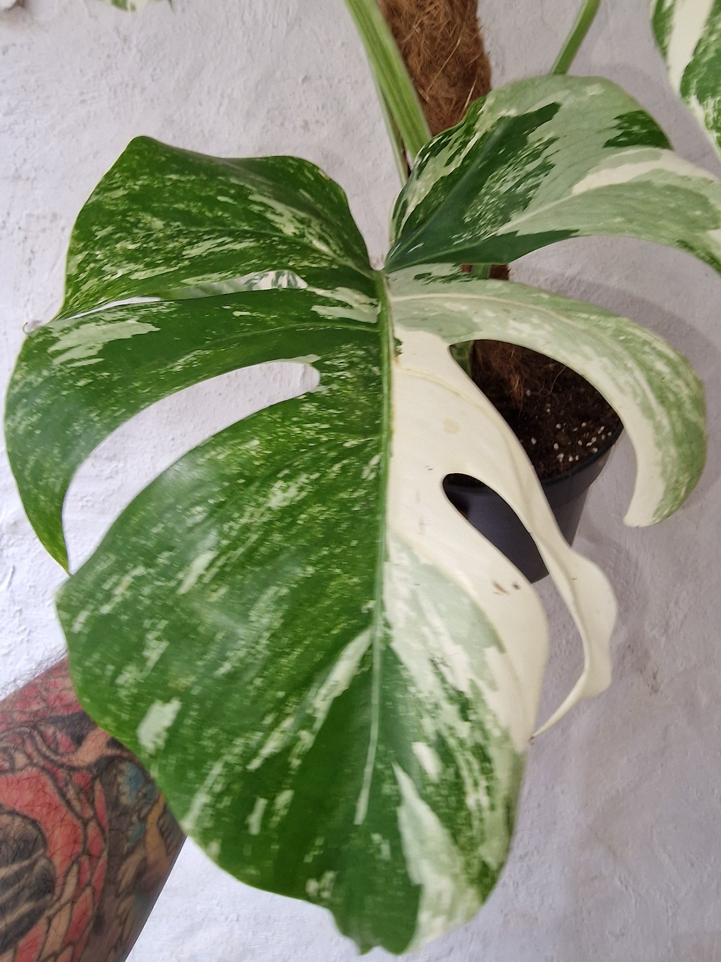 Monstera Albo Variegata