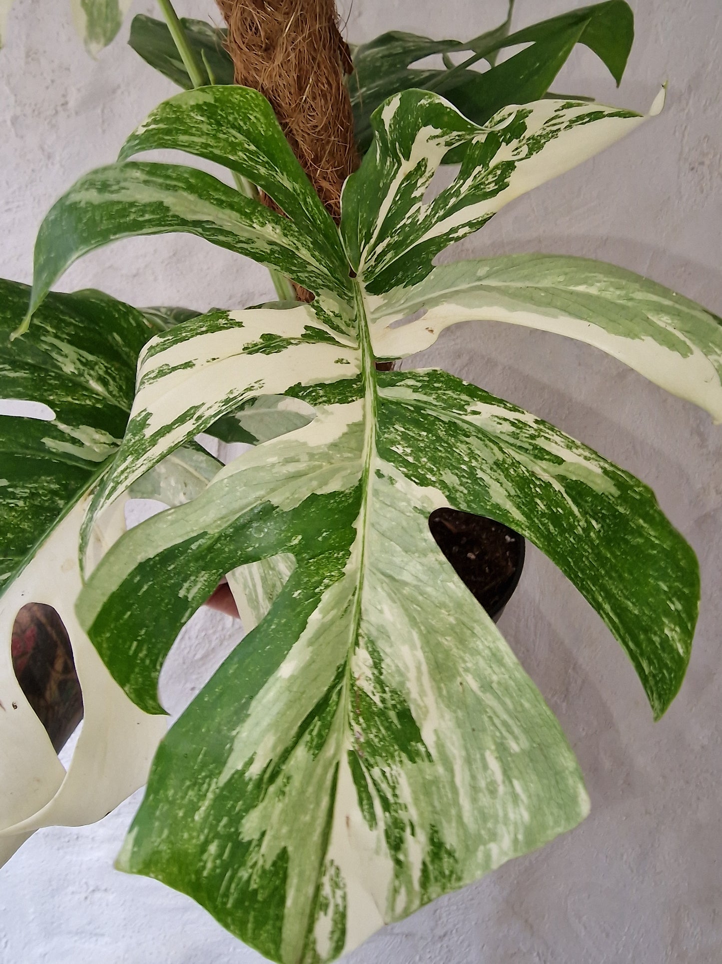 Monstera Albo Variegata