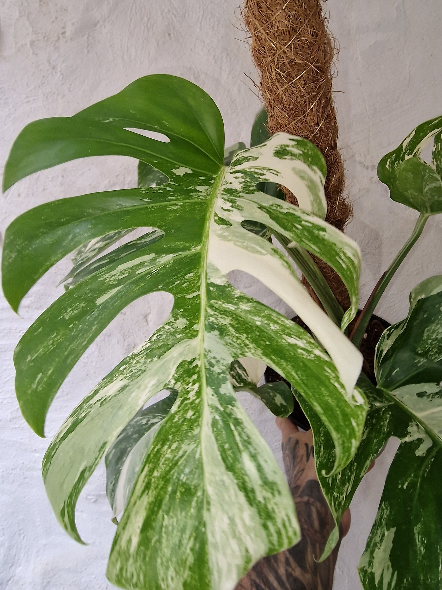 Monstera Albo Variegata