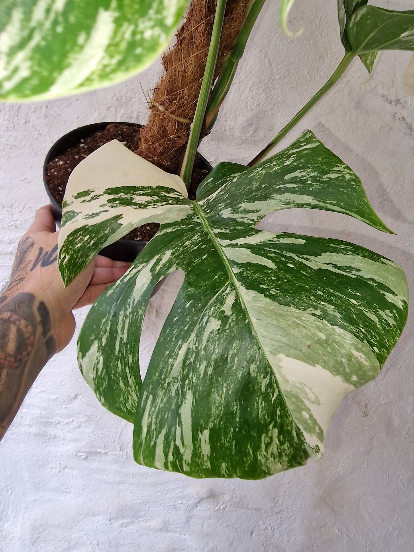 Monstera Albo Variegata