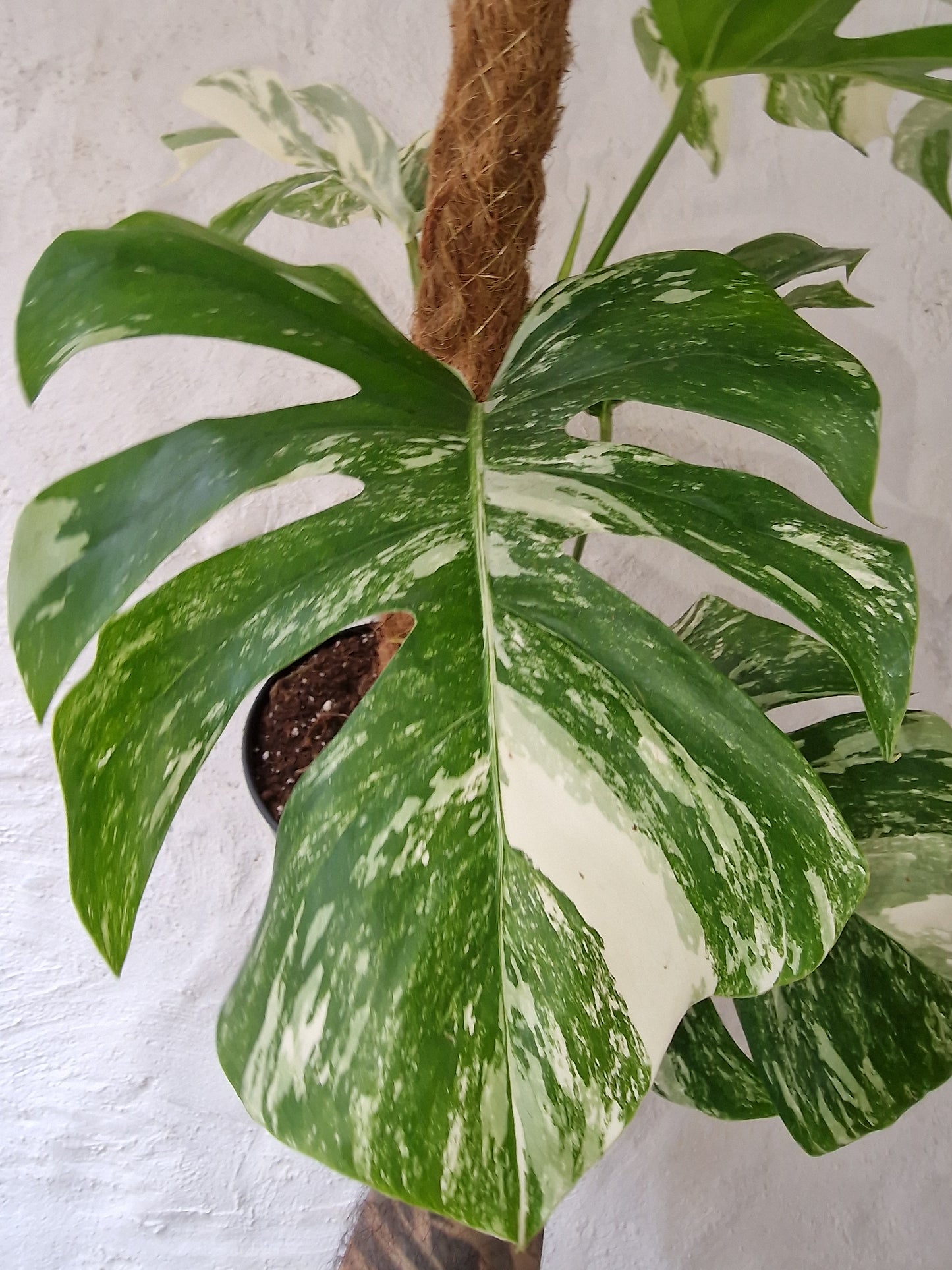 Monstera Albo Variegata