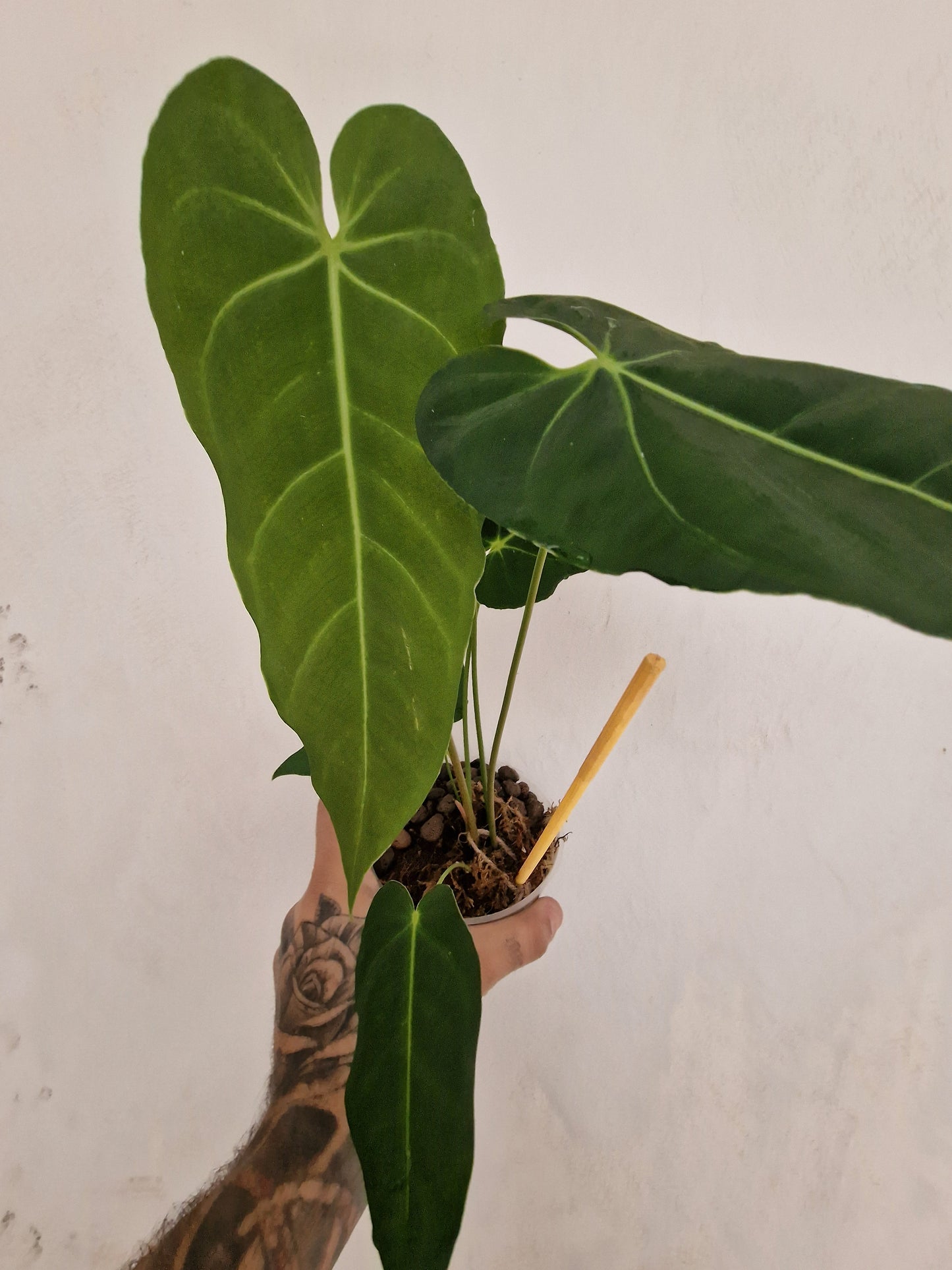 Anthurium Metallicum