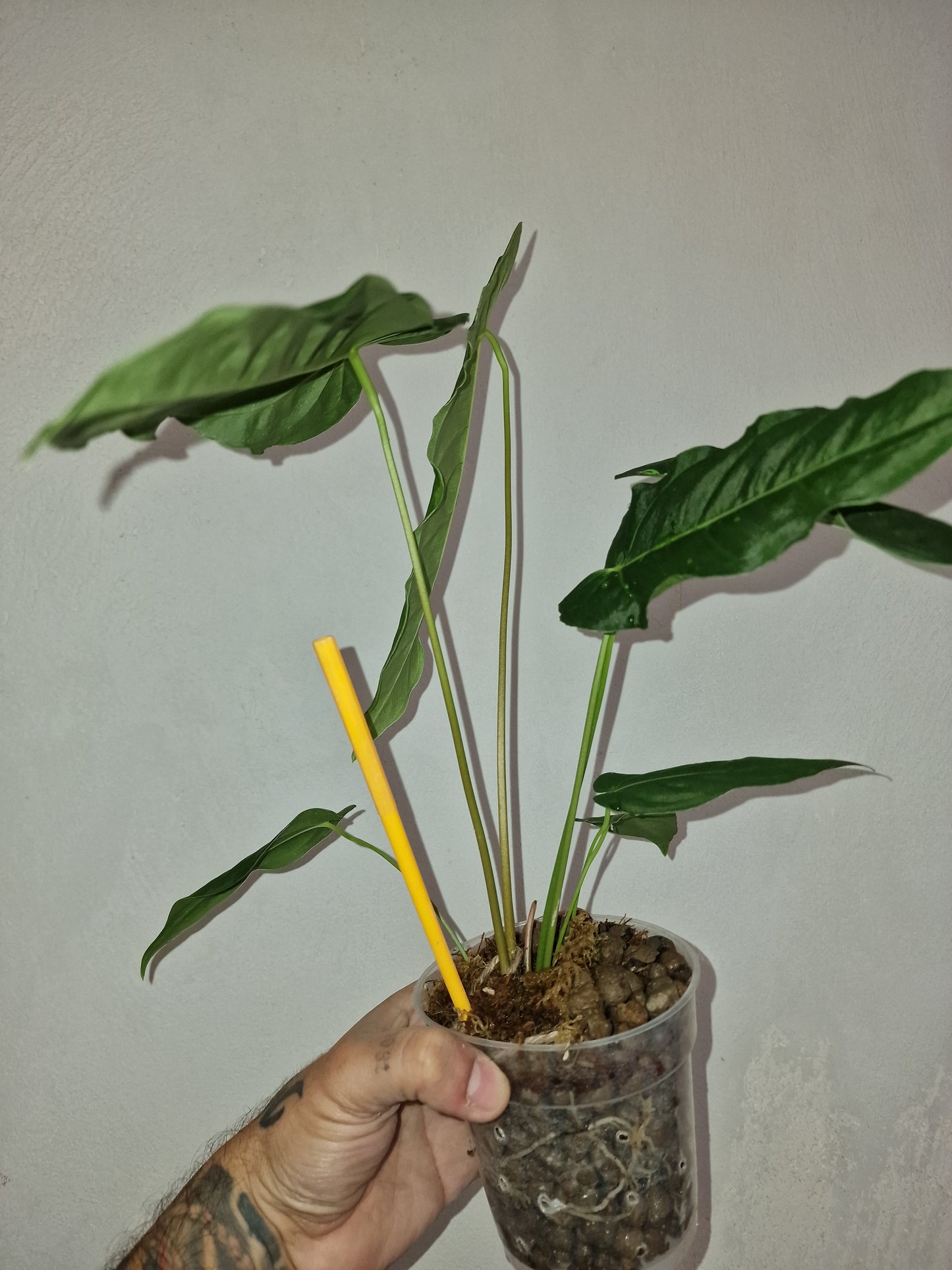 Anthurium Metallicum