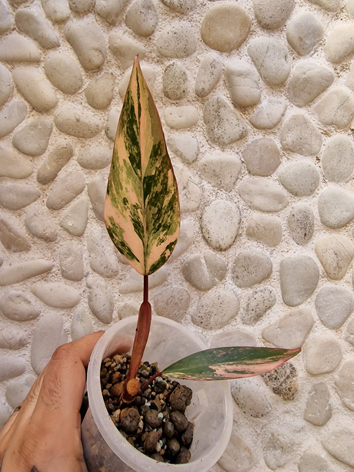 Philodendron Strawberry Shake