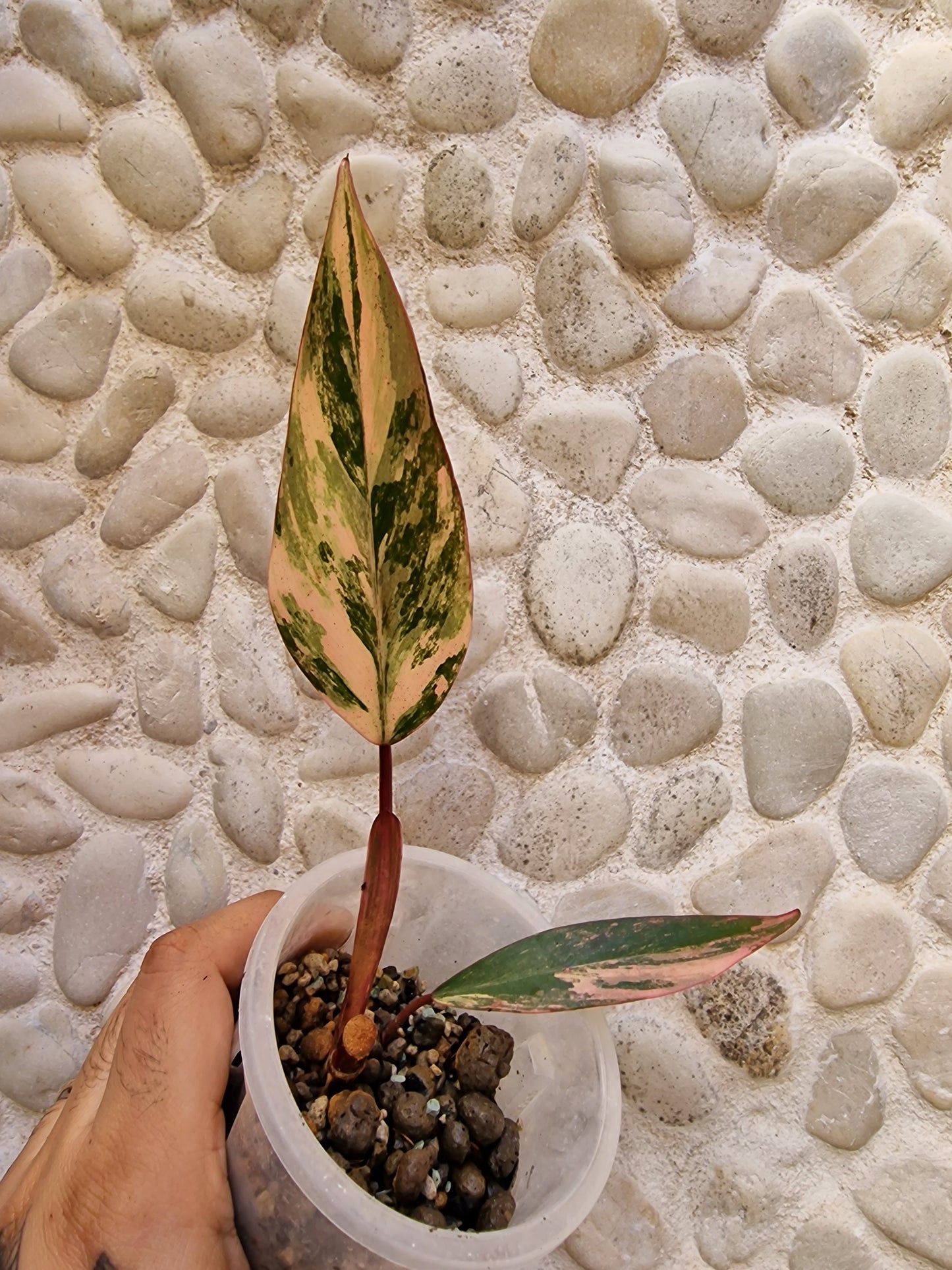 Philodendron Strawberry Shake