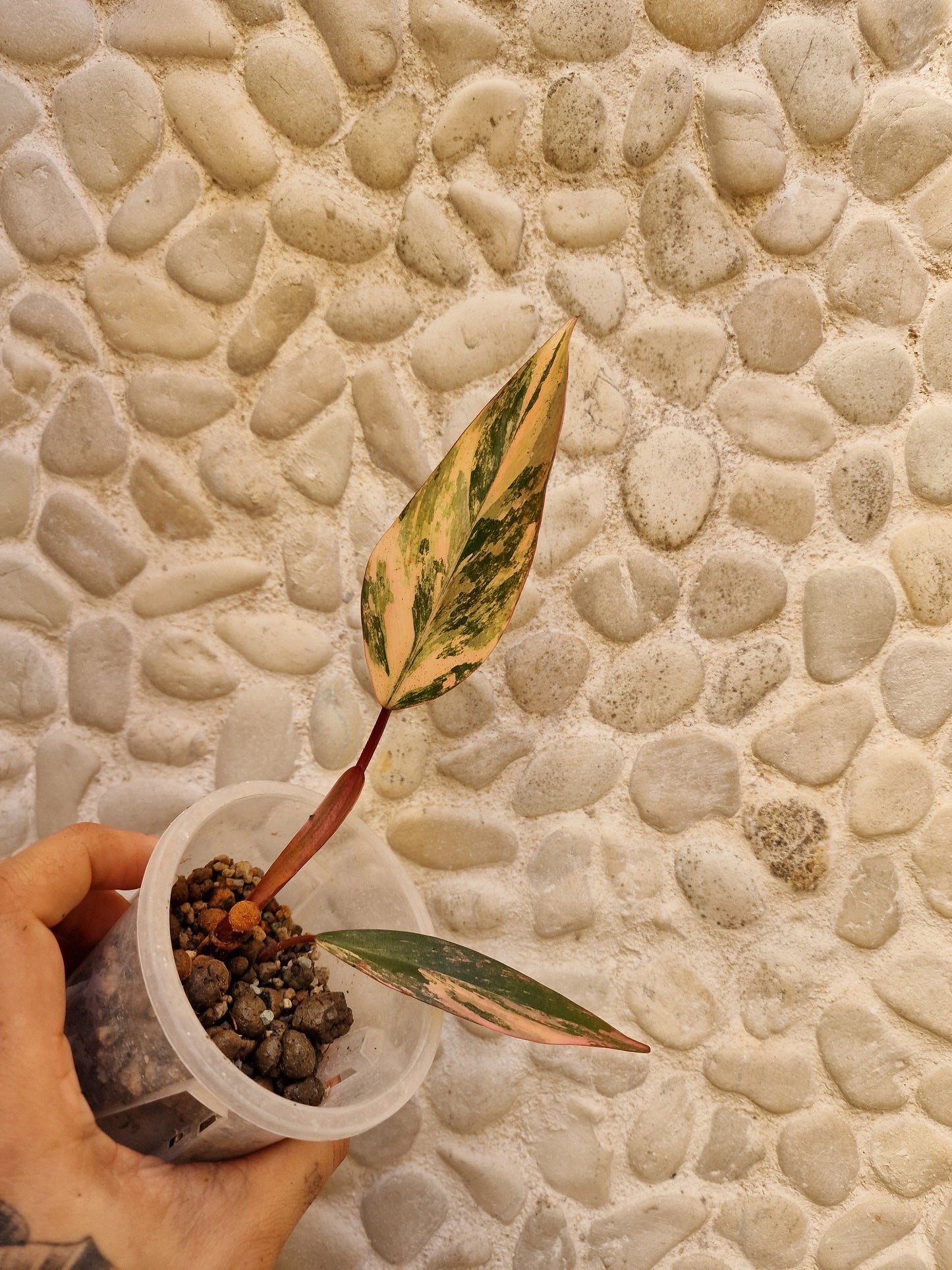 Philodendron Strawberry Shake
