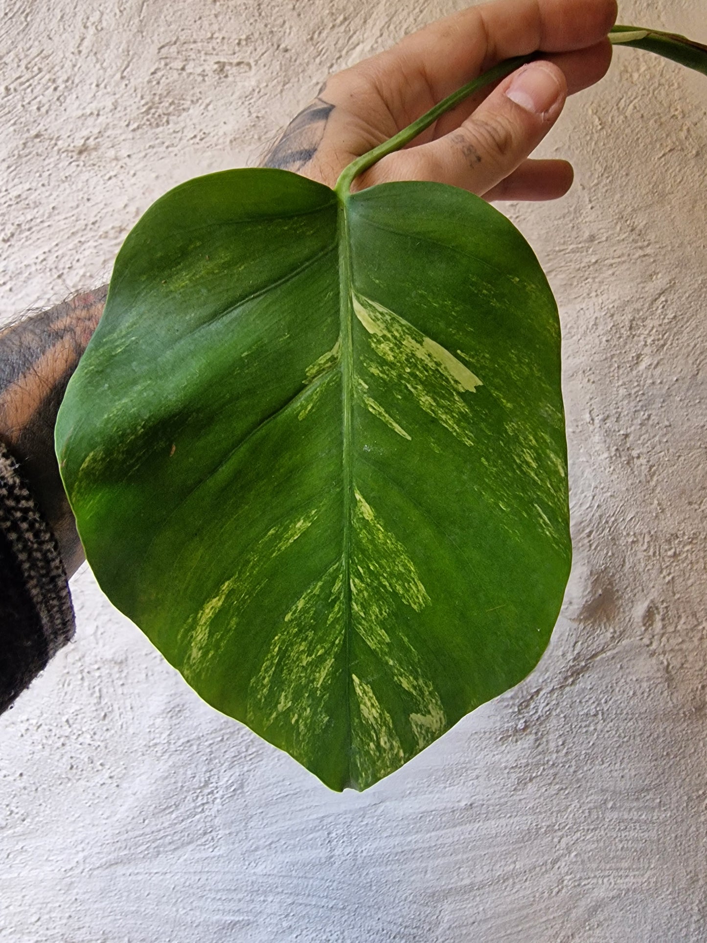 Monstera Aurea Tricolor
