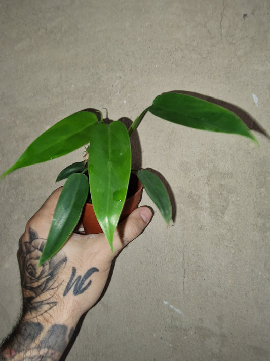 Philodendron Anisotomum