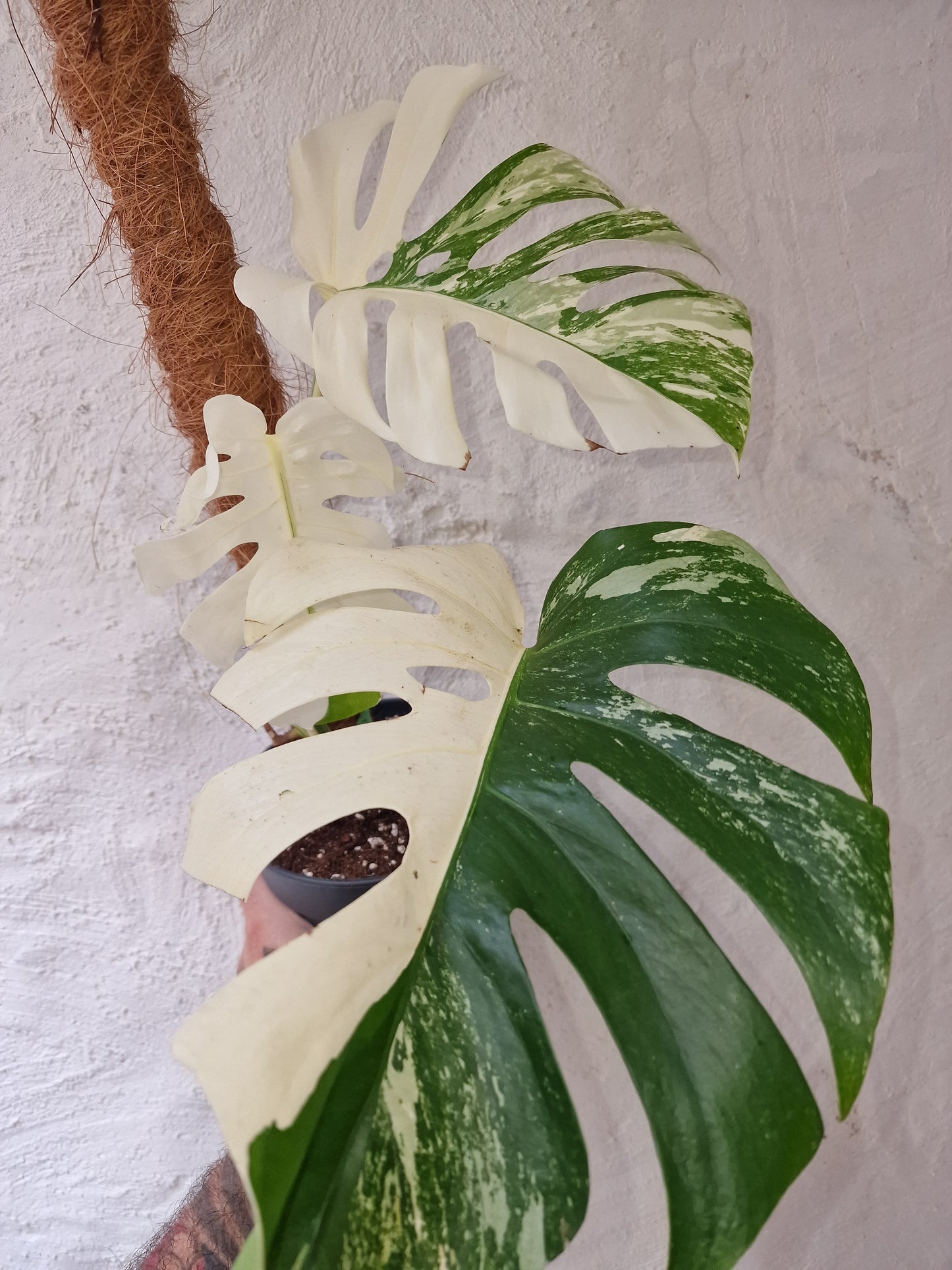 Monstera Variegata  Halfmoon