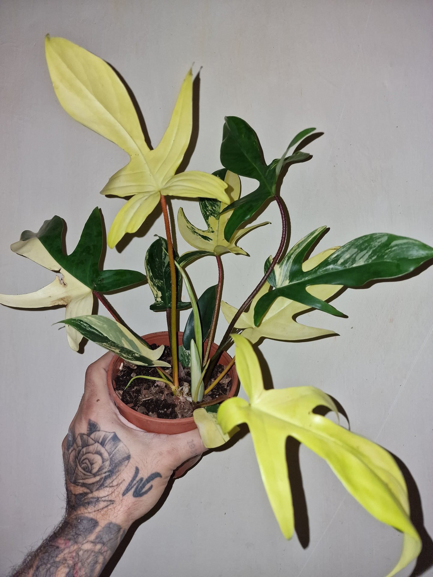 Philodendron Florida Beauty