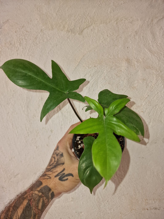 Philodendron Florida Green