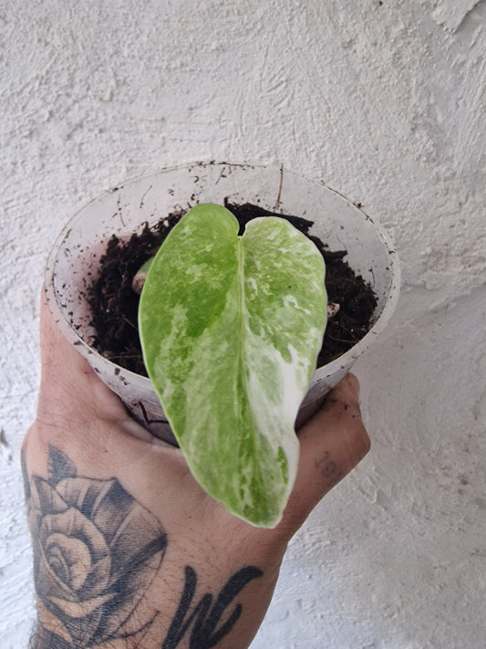 Monstera Variegata Baby