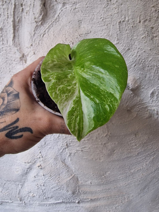 Monstera Variegata Baby