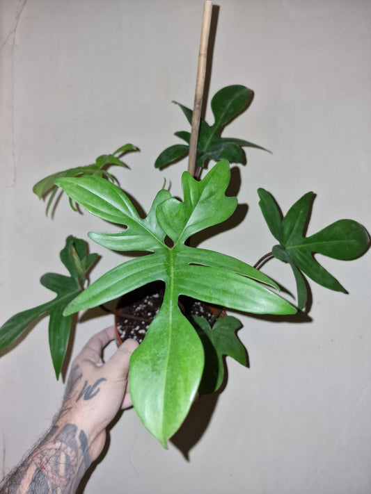 Philodendron Florida Green