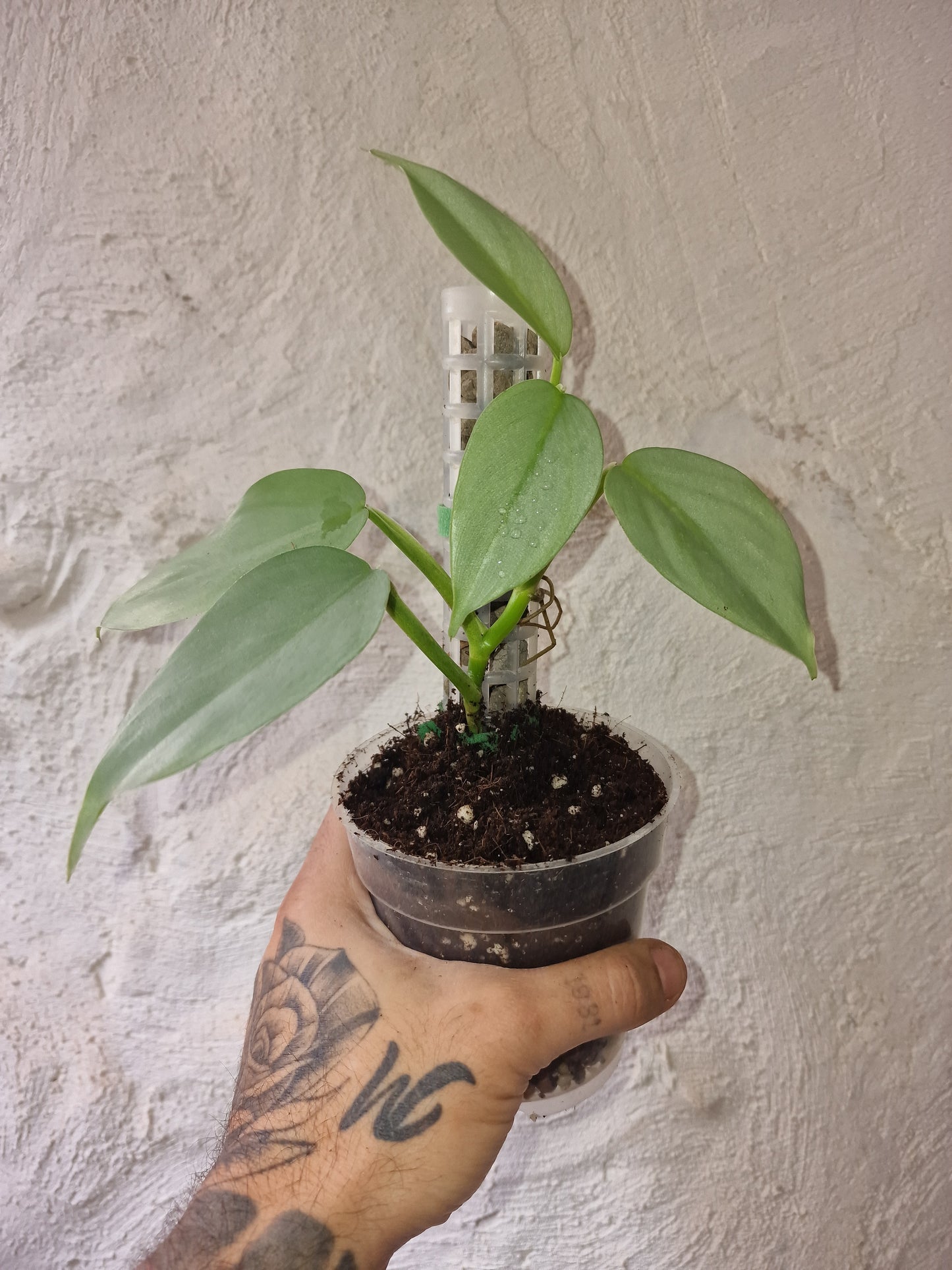 Philodendron Hastatum