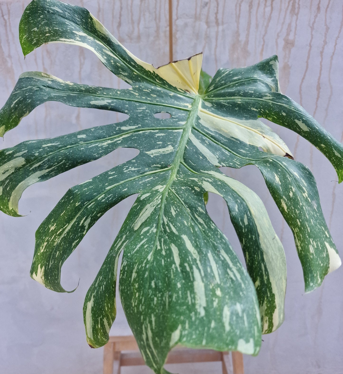 Monstera Thai Constellation