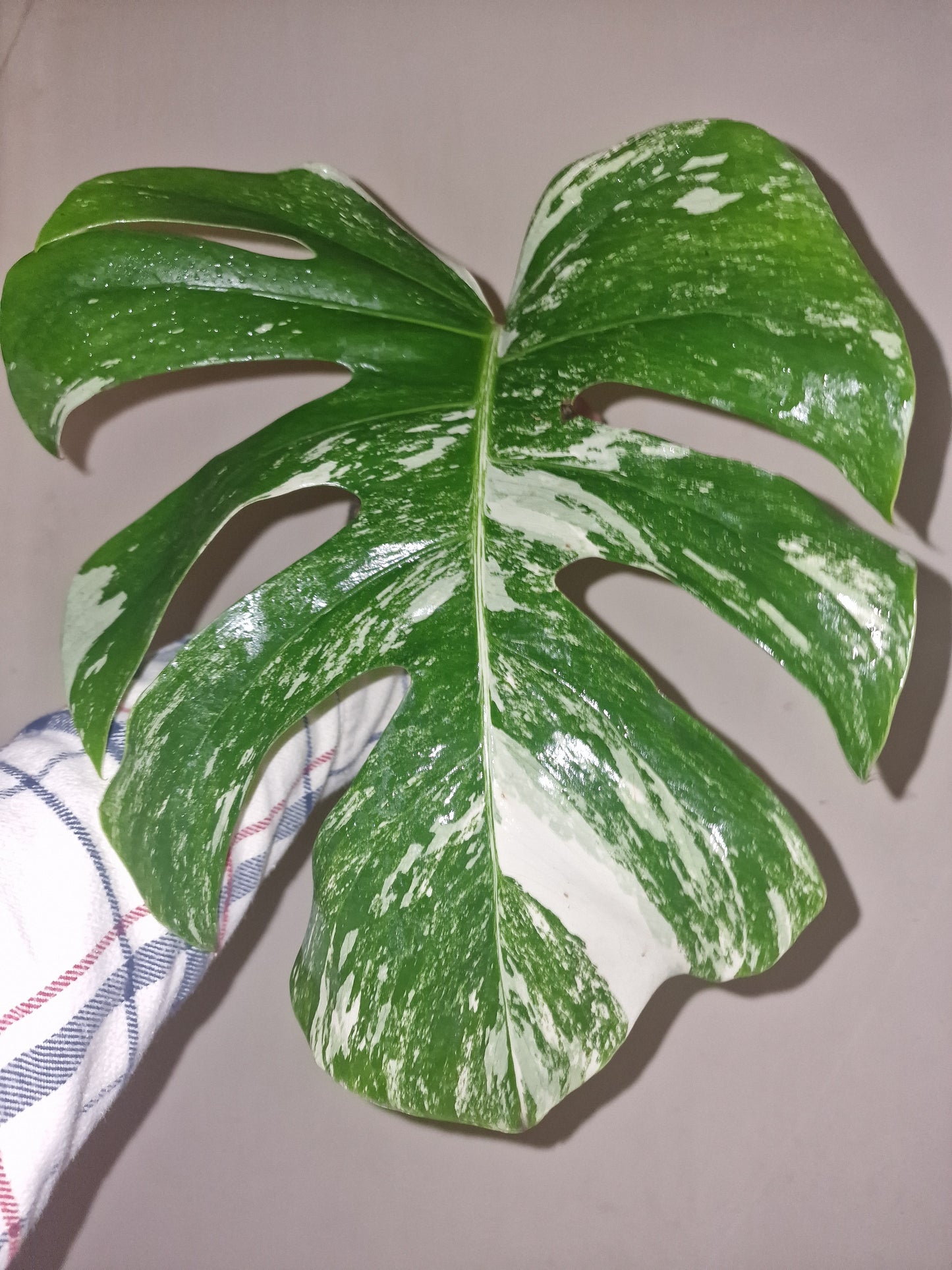 Monstera Variegata