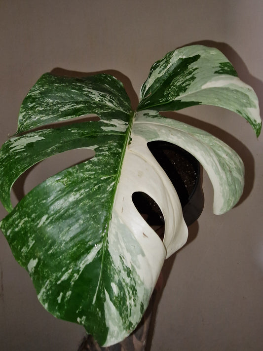 Monsters Variegata