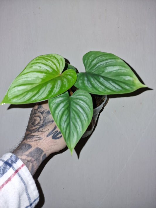 Philodendron Mamei