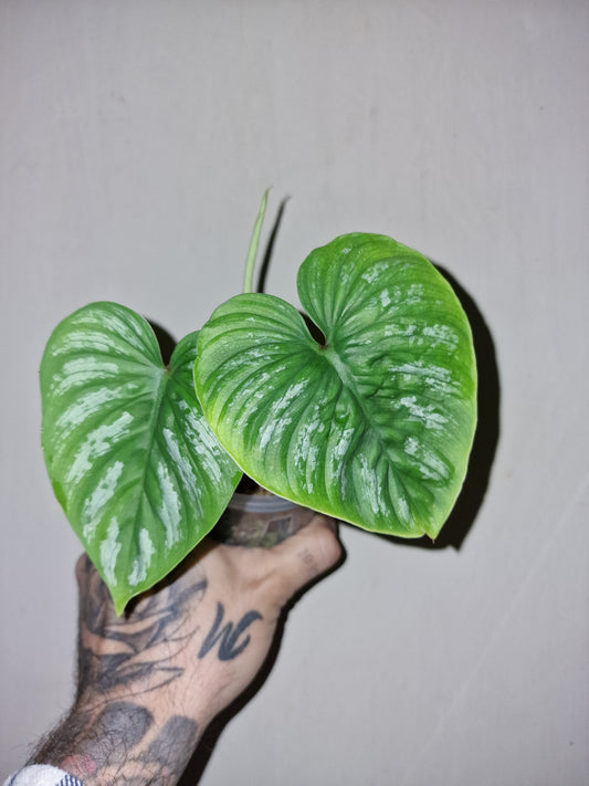 Philodendron Mamei