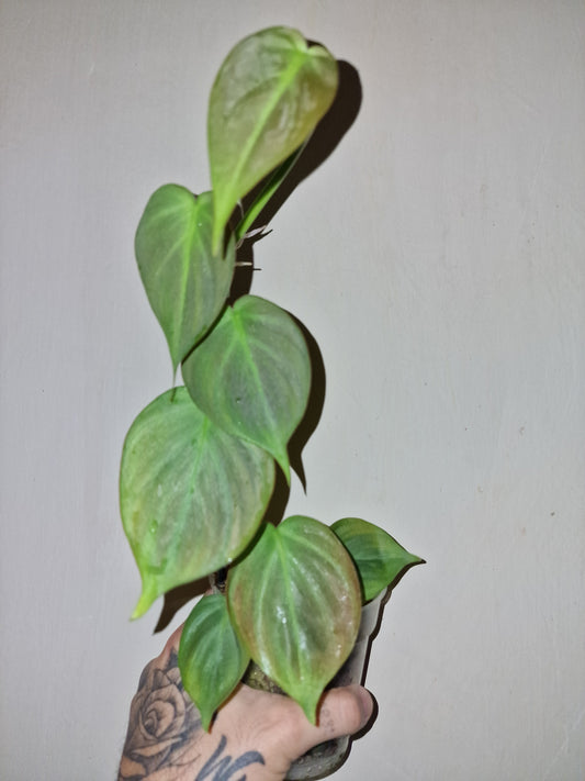 Philodendron Camposportoanum