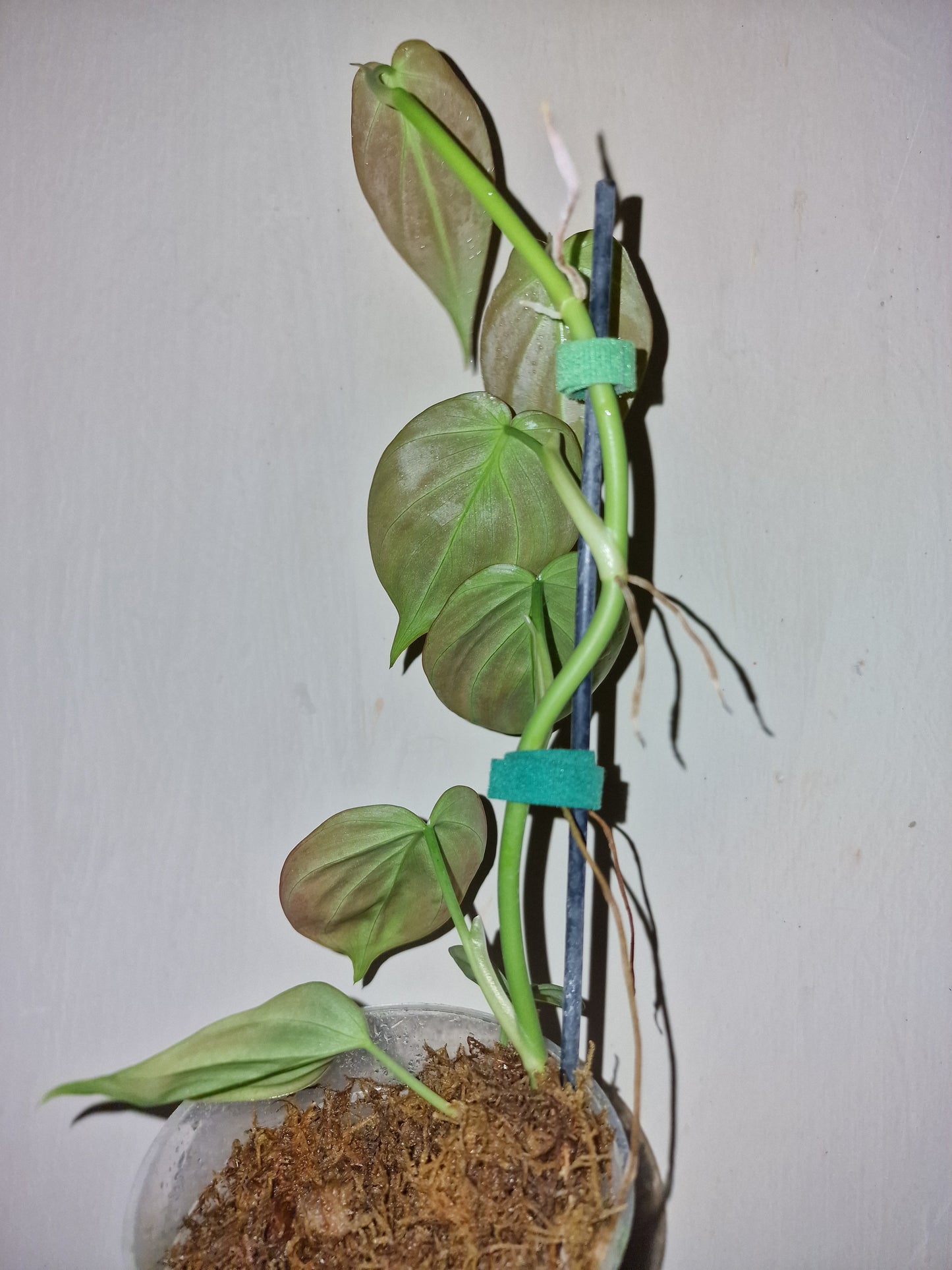 Philodendron Camposportoanum