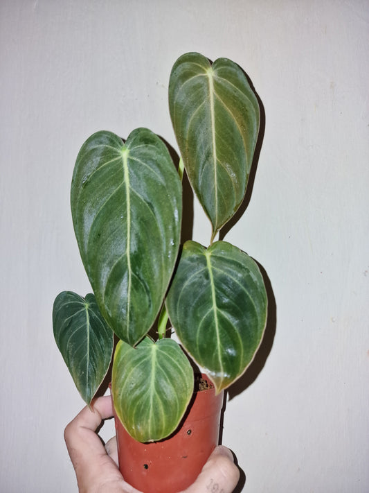 Philodendron Melanochrysum