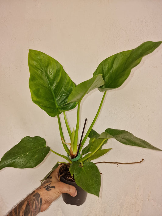 Philodendron Giganteum