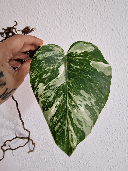 Monstera Variegata