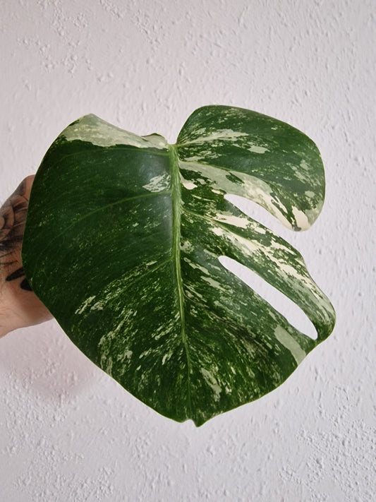 Monstera Variegata