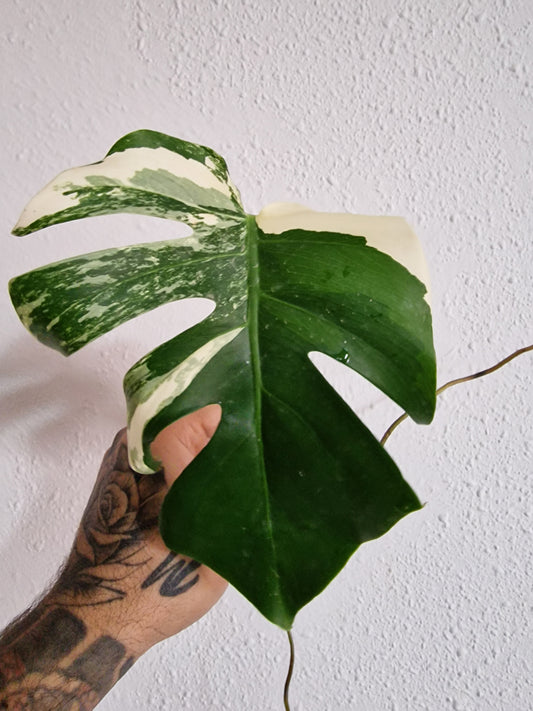 Monstera Variegata