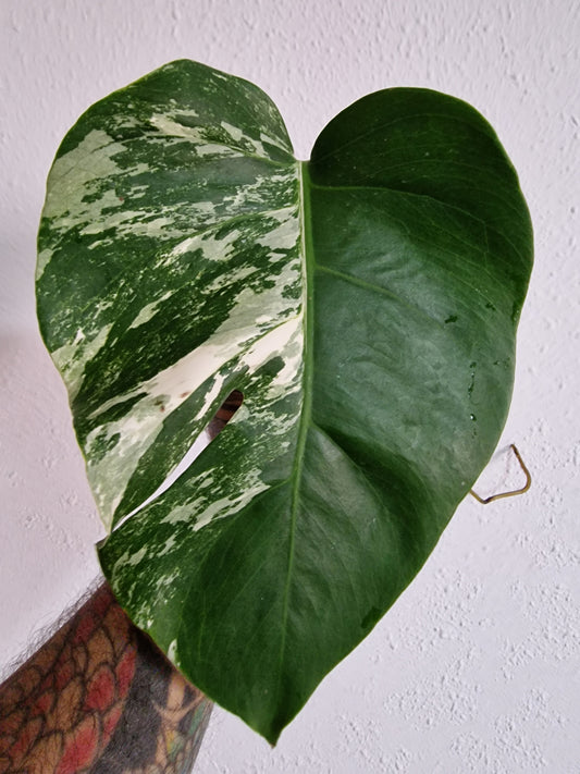 Monstera Variegata