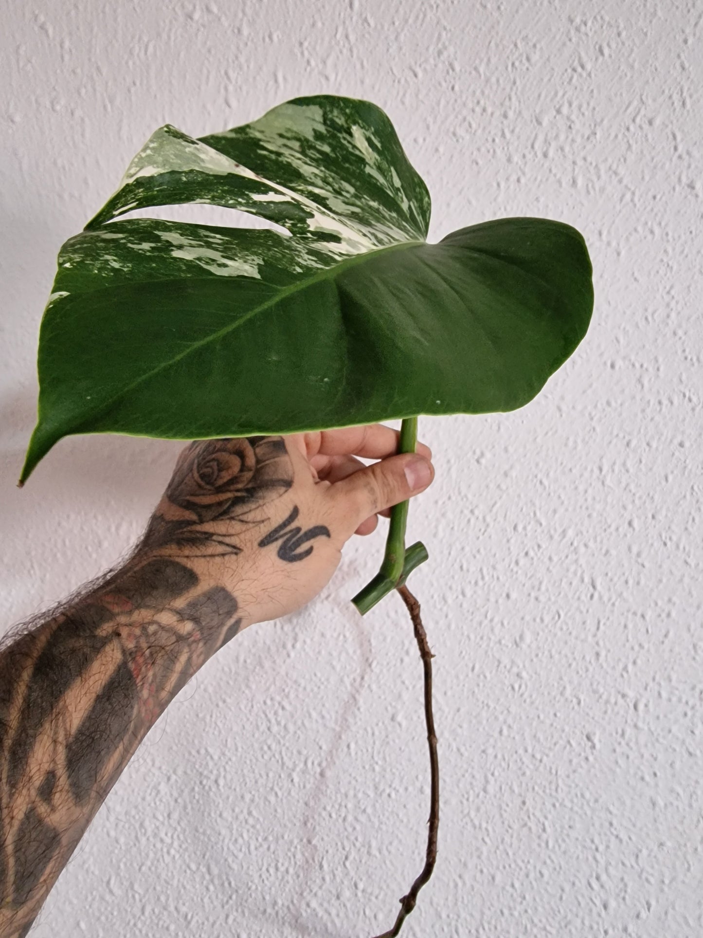 Monstera Variegata