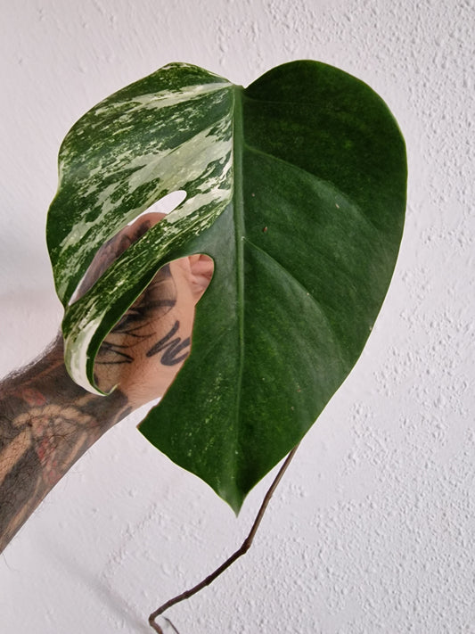 Monstera Variegata