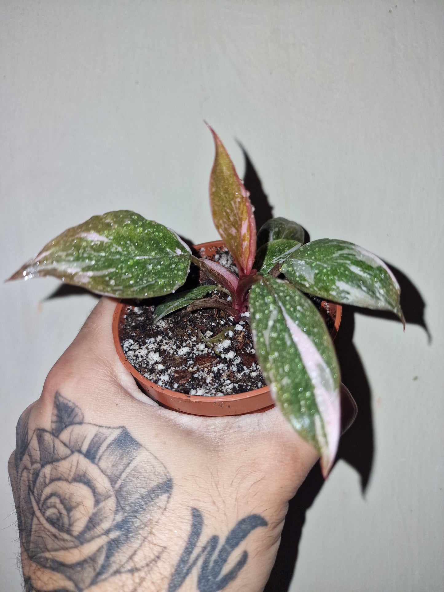 PHILODENDRON PINK MARBLE