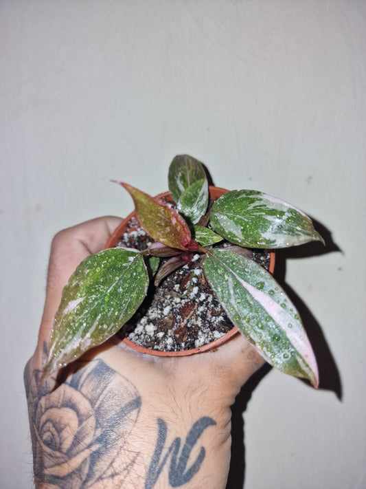 PHILODENDRON PINK MARBLE