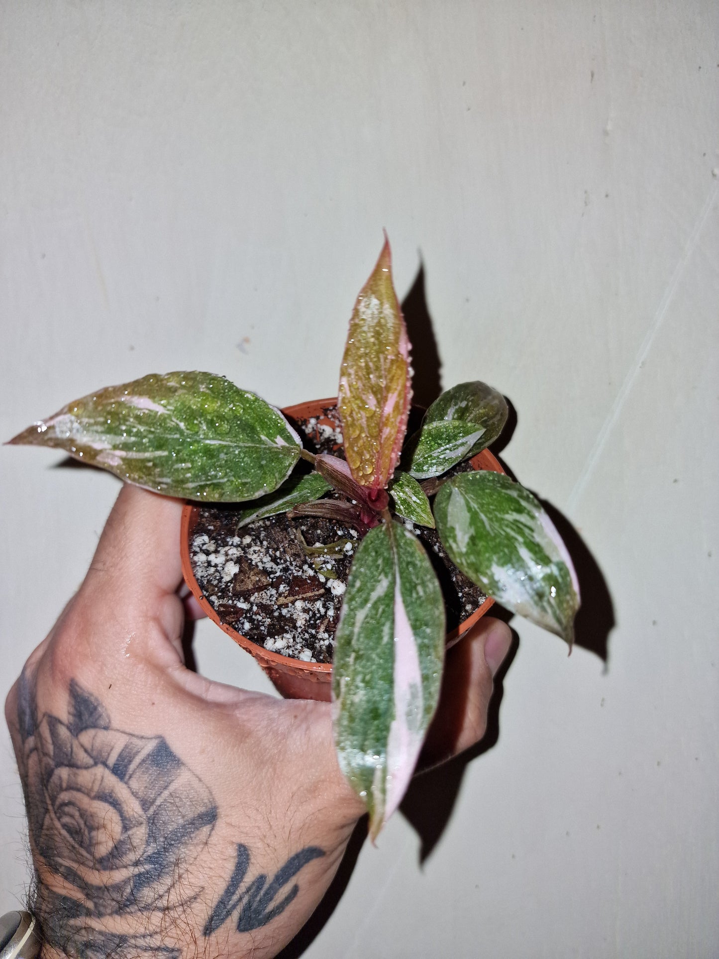 PHILODENDRON PINK MARBLE