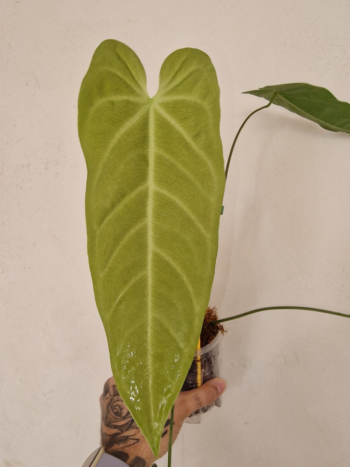 Anthurium Metallicum