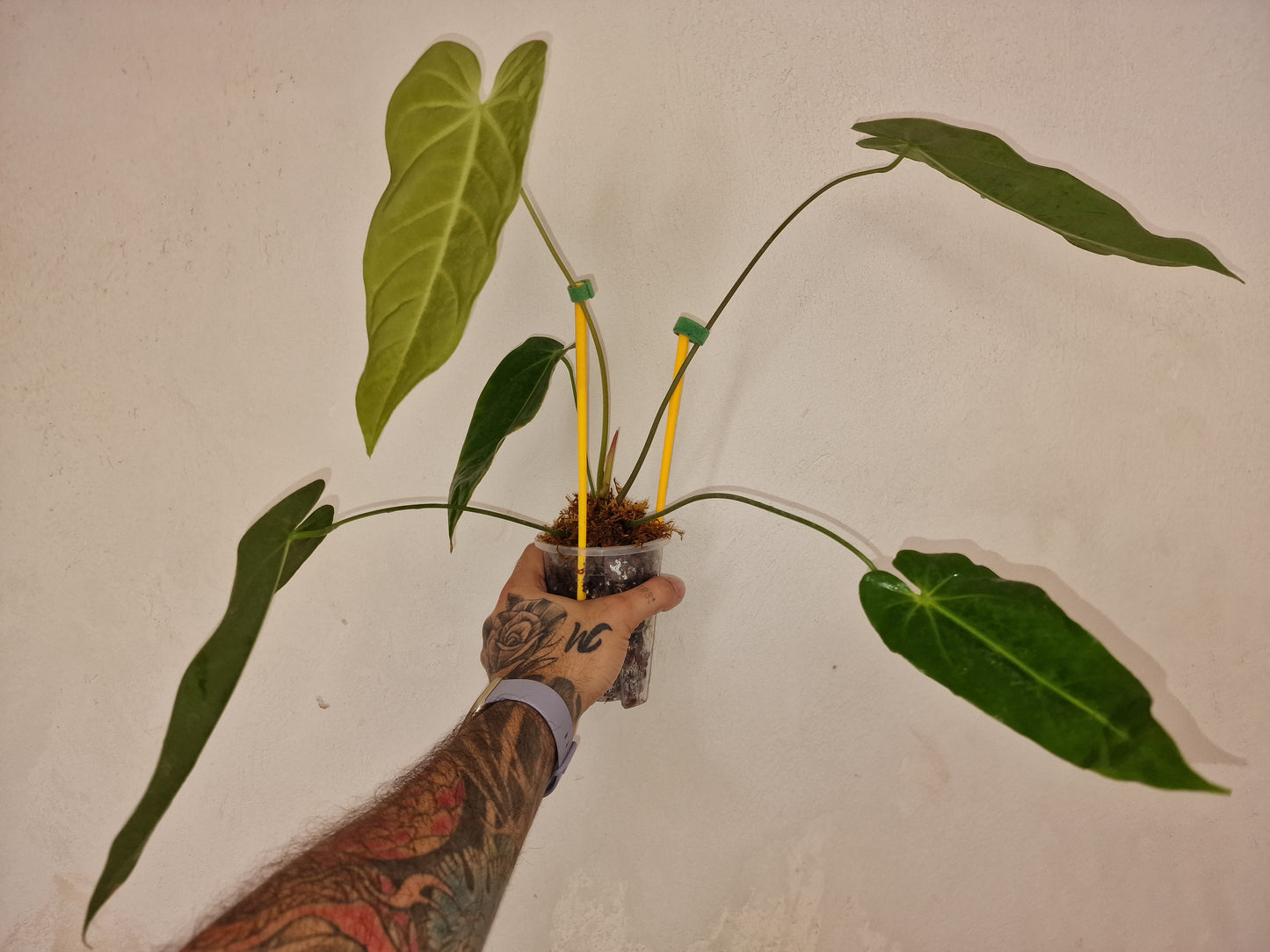 Anthurium Metallicum