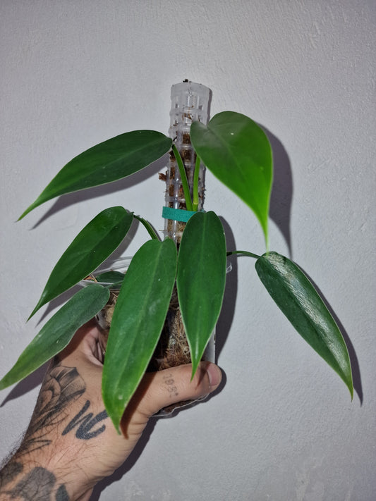 Philodendron Anisotomum