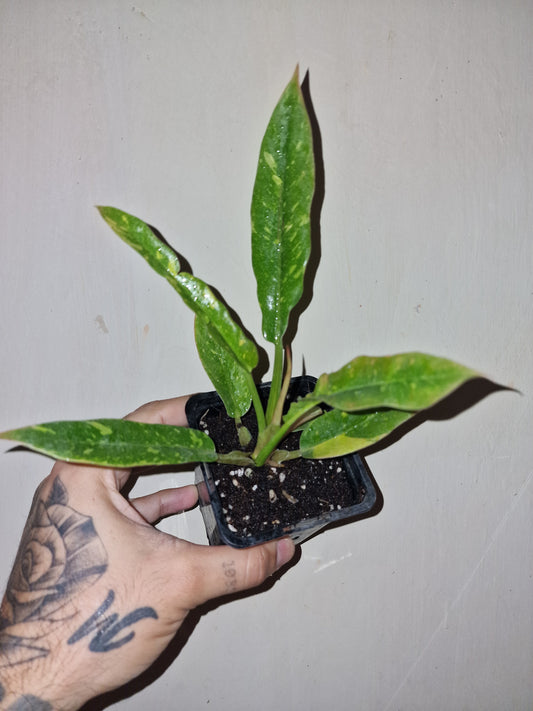 Philodendron Ring of Fire