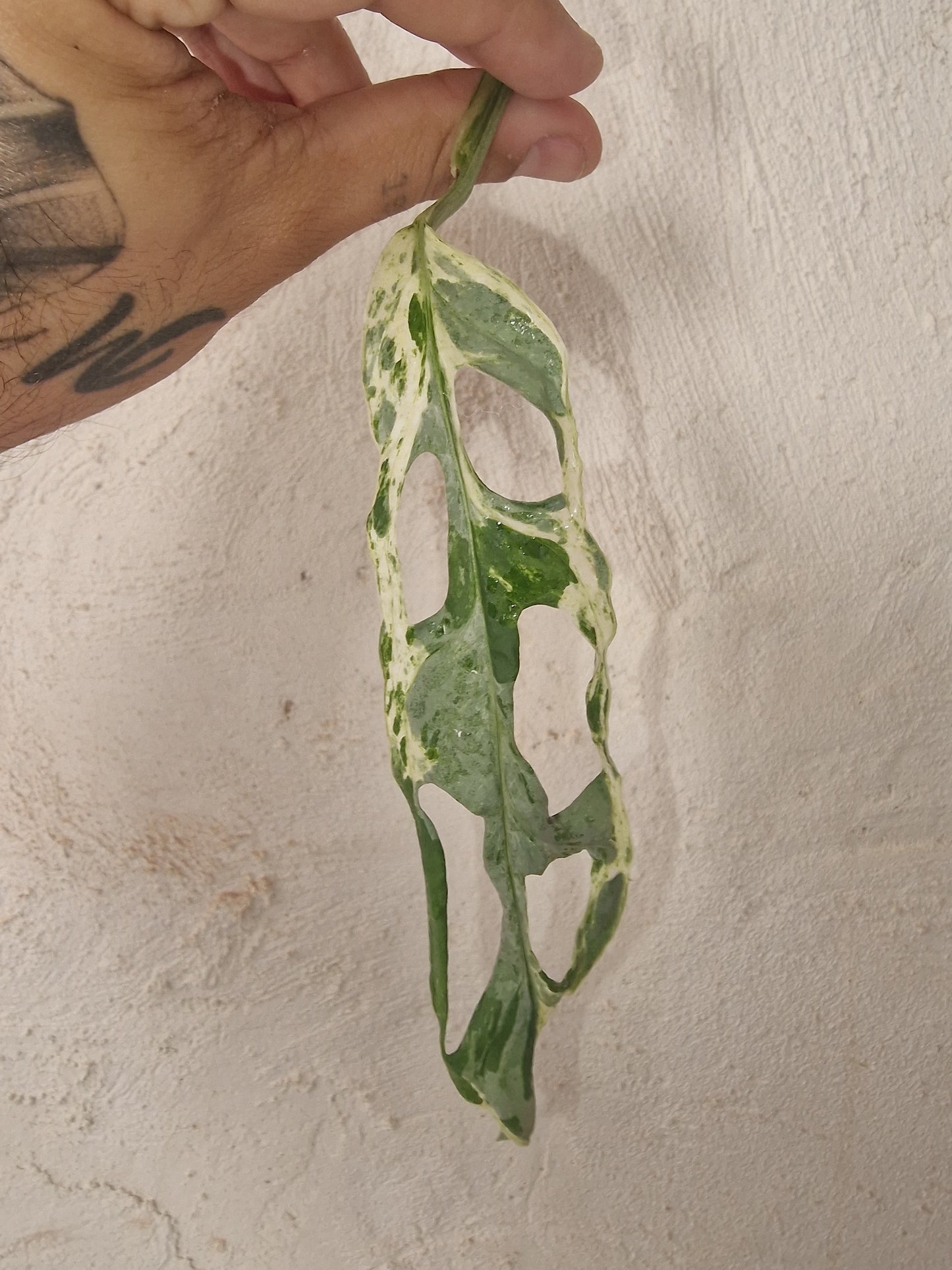 Monstera Indonesian Marble