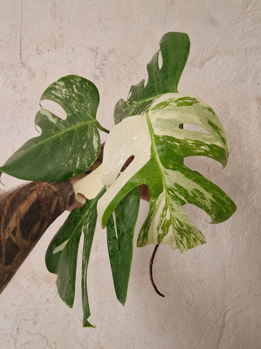 Monstera Variegata