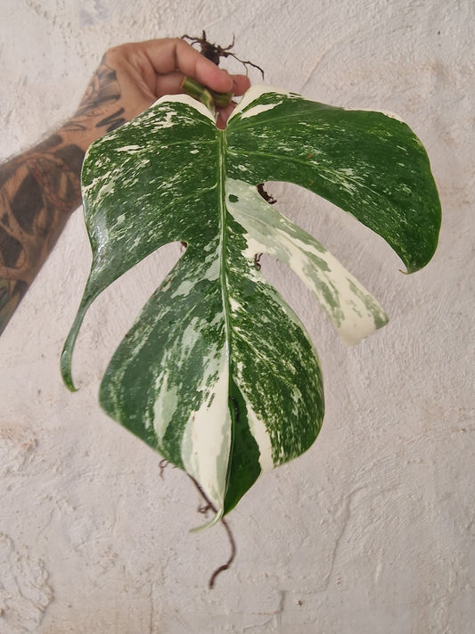 Monstera Variegata