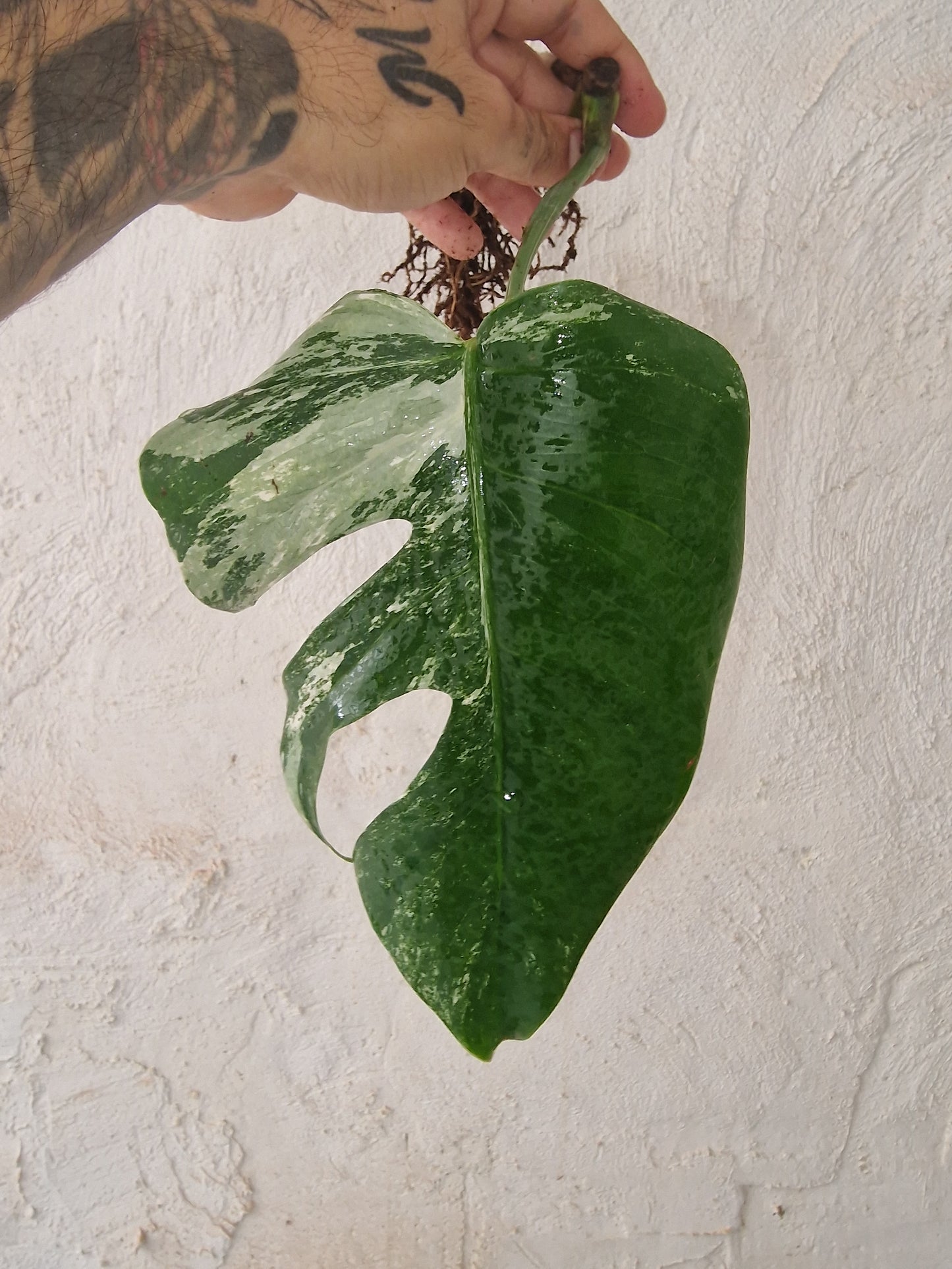 Monstera Variegata