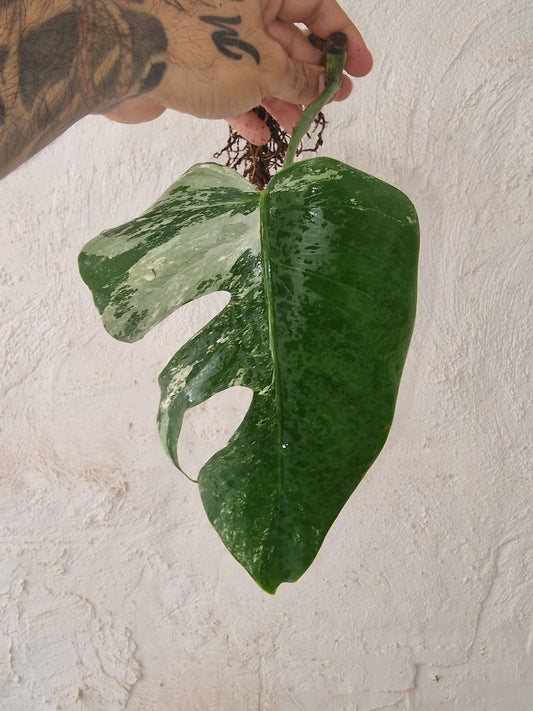 Monstera Variegata