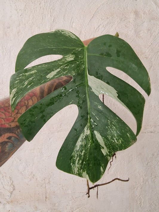 Monstera Variegata