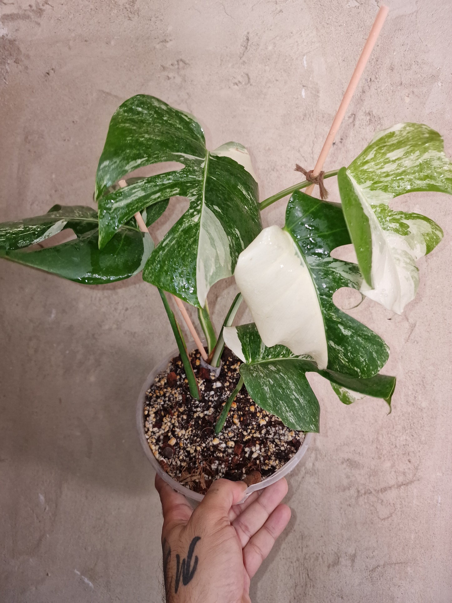 Monstera Variegata