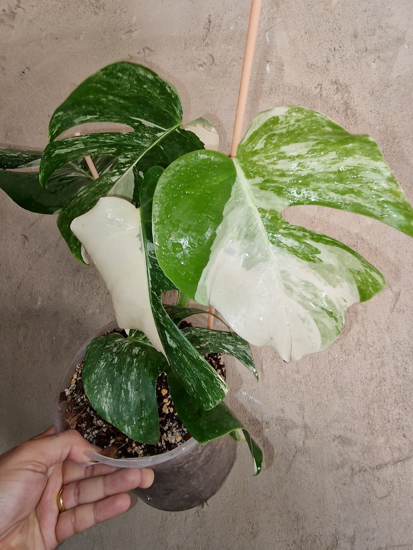 Monstera Variegata